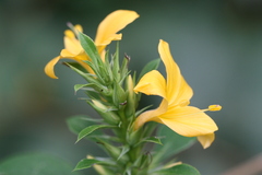 Barleria prionitis